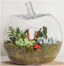 Elma terrarium orta boy 4 kakt�s  Ankara Anadolu �i�ek sipari�i sitesi 