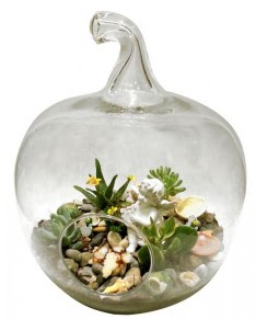 Orta boy elma terrarium 5 kakt�s  Ankara Anadolu cicek , cicekci 
