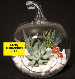 5 kakt�sl� Elma terrarium orta boy  Ankara Anadolu online �i�ek g�nderme sipari� 
