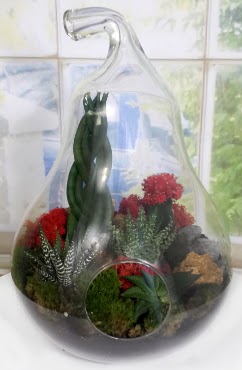 5 adet kakt�s orta boy armut terrarium  Ankara Anadolu �i�ek sipari�i sitesi 