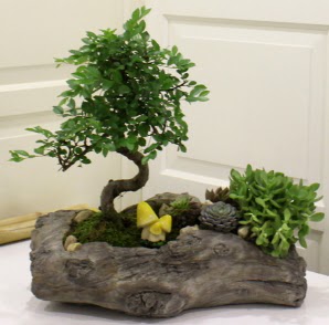 A�a� k�t�k i�erisinde Bonsai ve Kakt�s  Ankara Anadolu internetten �i�ek sat��� 