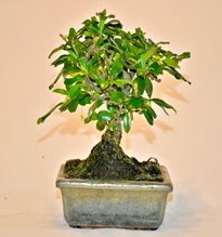 Zelco bonsai saks bitkisi  Ankara Anadolu iek servisi , ieki adresleri 