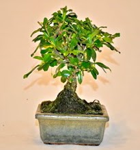 Zelco bonsai saks� bitkisi  Ankara Anadolu �i�ek servisi , �i�ek�i adresleri 