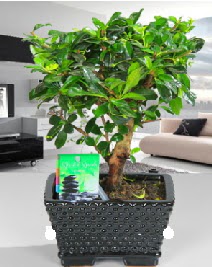 Bonsai japon a�ac� saks� bitkisi  Ankara Anadolu �i�ek sat��� 