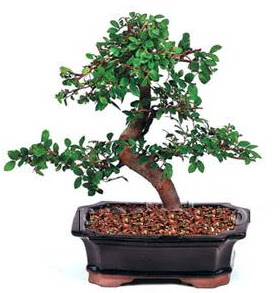 thal bonsai japon aac  Ankara Anadolu iek siparii sitesi 
