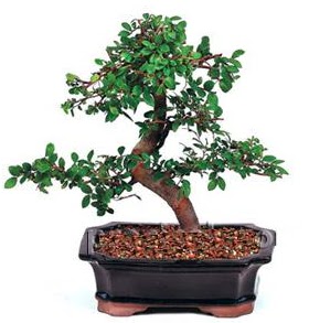 �thal bonsai japon a�ac�  Ankara Anadolu �i�ek sipari�i sitesi 