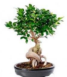 Bonsai japon a�ac� seramik i�inde  Ankara Anadolu �i�ek�iler 