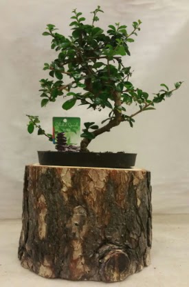 Doal ktk iinde bonsai japon aac  Ankara Anadolu Anadolu nternetten iek siparii 