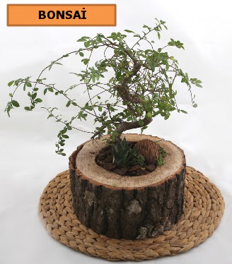 Do�al a�a� k�t�k i�erisinde bonsai bitkisi  Ankara Anadolu �i�ek g�nderme sitemiz g�venlidir 