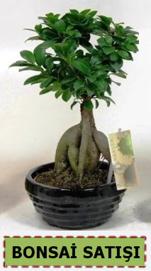 Bonsai japon a�ac� ginseng bonsai  Ankara Anadolu �i�ek ma�azas� , �i�ek�i adresleri 