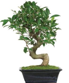 Bonsai saks� bitkisi japon a�ac�  Ankara Anadolu �i�ek sipari�i vermek 