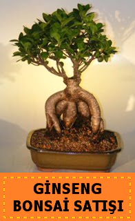 Ginseng bonsai sat japon aac  Ankara Anadolu cicek , cicekci 