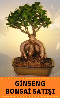 Ginseng bonsai sat��� japon a�ac�  Ankara Anadolu cicek , cicekci 