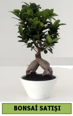 Bonsai japon a�ac� sat���  Ankara Anadolu �i�ek servisi , �i�ek�i adresleri 