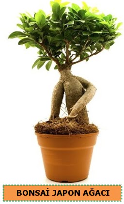 Bonsai japon a�ac� sat���  Ankara Anadolu �i�ek servisi , �i�ek�i adresleri 