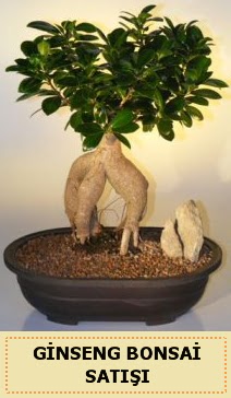 thal Ginseng bonsai sat japon aac  Ankara Anadolu iek siparii sitesi 