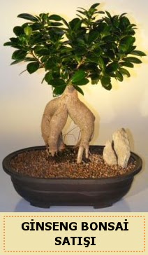 �thal Ginseng bonsai sat��� japon a�ac�  Ankara Anadolu �i�ek sipari�i sitesi 
