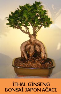 thal japon aac ginseng bonsai sat  Ankara Anadolu Anadolu nternetten iek siparii 