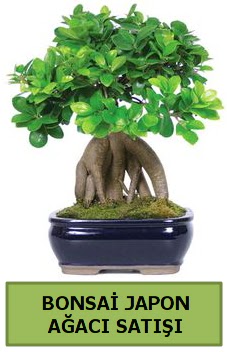 Bonsai japon a�ac� sat���  Ankara Anadolu �i�ek sat��� 