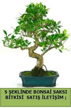 thal S eklinde dal erilii bonsai sat  Ankara Anadolu iek gnderme 
