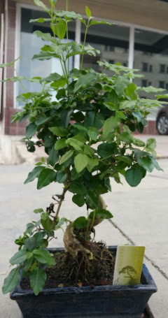 Bonsai japon a�ac� saks� bitkisi  Ankara Anadolu �i�ek sipari�i vermek 