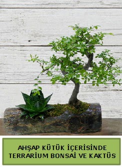 Ahap ktk bonsai kakts teraryum  Ankara Anadolu internetten iek siparii 