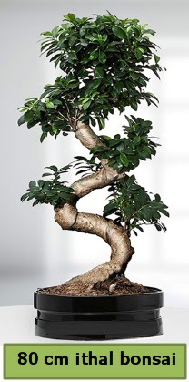 80 cm özel saksıda bonsai bitkisi  Ankara Anadolu çiçekçi telefonları 