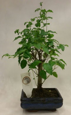 Minyatr bonsai japon aac sat  Ankara Anadolu ieki telefonlar 