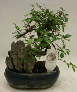thal 1.ci kalite bonsai japon aac  Ankara Anadolu iek sat 
