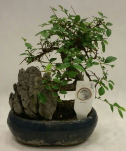 �thal 1.ci kalite bonsai japon a�ac�  Ankara Anadolu �i�ek sat��� 