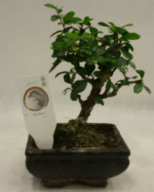 Kk minyatr bonsai japon aac  Ankara Anadolu iek gnderme 