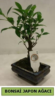 Bonsai japon a�ac� saks� bitkisi  Ankara Anadolu �i�ek servisi , �i�ek�i adresleri 