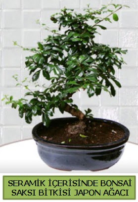 Seramik vazoda bonsai japon aac bitkisi  Ankara Anadolu iek siparii sitesi 