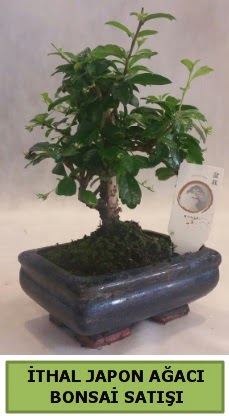 thal japon aac bonsai bitkisi sat  Ankara Anadolu ieki telefonlar 
