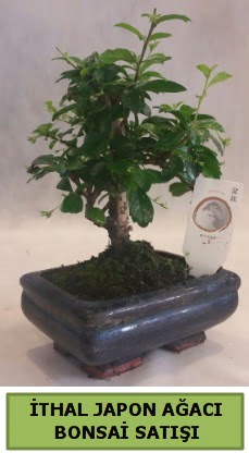 �thal japon a�ac� bonsai bitkisi sat���  Ankara Anadolu �i�ek�i telefonlar� 