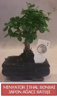 Kk grsel bonsai japon aac bitkisi  Ankara Anadolu iek , ieki , iekilik 