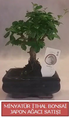 K���k g�rsel bonsai japon a�ac� bitkisi  Ankara Anadolu �i�ek , �i�ek�i , �i�ek�ilik 