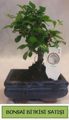 Bonsai ithal g�rsel minyat�r japon a�ac�  Ankara Anadolu ucuz �i�ek g�nder 