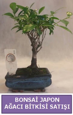 �thal Bonsai japon a�ac� bitkisi sat���  Ankara Anadolu Anadolu �nternetten �i�ek sipari�i 