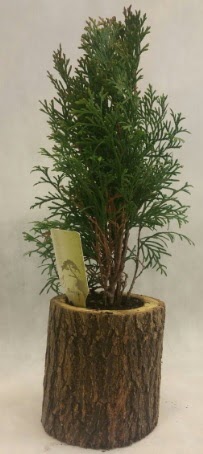 SINIRLI STOK Selvi Bonsai Do�al k�t�kte  Ankara Anadolu Anadolu �nternetten �i�ek sipari�i 