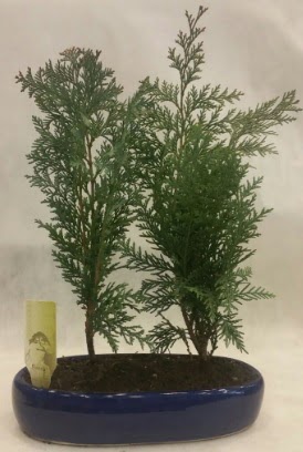 SINIRLI SAYIDA Selvi A�ac� bonsai ikili  Ankara Anadolu �i�ek�i telefonlar� 