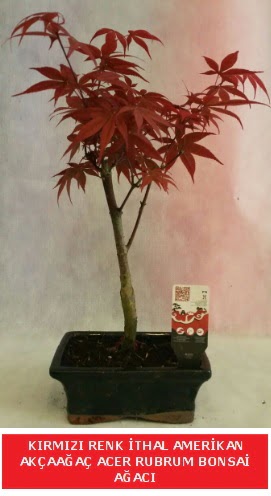 �THAL ACER RUBRUM BONSA� A�ACI  Ankara Anadolu �i�ek g�nderme sitemiz g�venlidir 