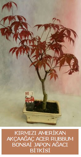 Amerikan ak�aa�a� Acer Rubrum bonsai  Ankara Anadolu uluslararas� �i�ek g�nderme 