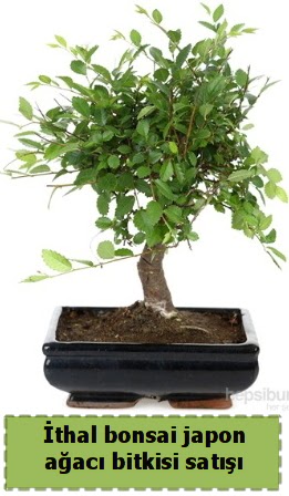 thal bonsai saks iei Japon aac sat  Ankara Anadolu Anadolu nternetten iek siparii 