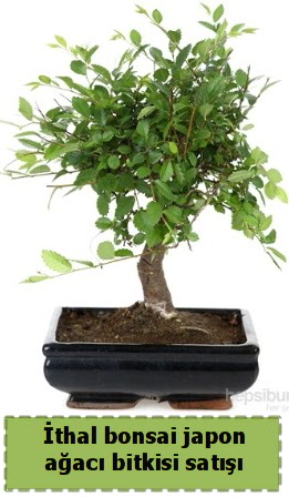 �thal bonsai saks� �i�e�i Japon a�ac� sat���  Ankara Anadolu Anadolu �nternetten �i�ek sipari�i 