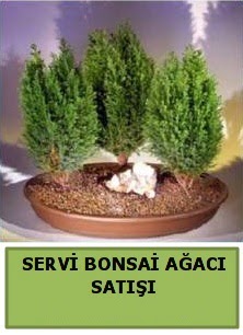 BONSA� 3 L� SERV� BONSA� A�ACI  Ankara Anadolu �i�ek�i telefonlar� 
