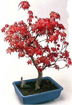 Amerikan akaaa bonsai bitkisi  Ankara Anadolu iek yolla 