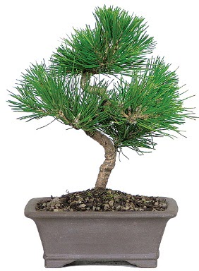 am aac bonsai japon aac bitkisi  Ankara Anadolu iek gnderme 