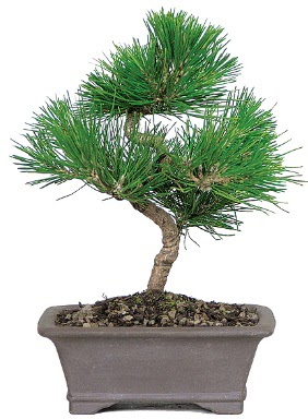 �am a�ac� bonsai japon a�ac� bitkisi  Ankara Anadolu �i�ek g�nderme 