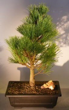�am a�ac� japon a�ac� bitkisi bonsai  Ankara Anadolu �i�ek�i telefonlar� 